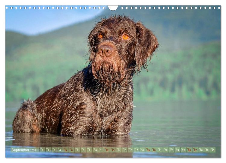 Produktbild: Pointer Power (Wall Calendar 2026 DIN A3 landscape), CALVENDO 12 Month Wall Calendar