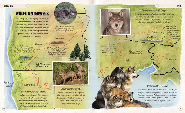 Produktbild: Erstaunliche Wanderungen der Tiere