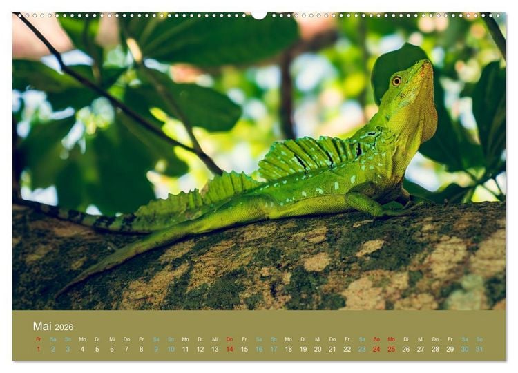 Produktbild: Wildes Leben - Ein Streifzug auf Zehenspitzen (Wandkalender 2026 DIN A2 quer), CALVENDO Monatskalender