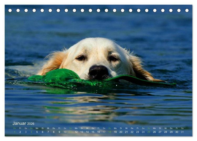 Produktbild: SPLASH - Hunde im Wasser (Tischkalender 2026 DIN A5 quer), CALVENDO Monatskalender