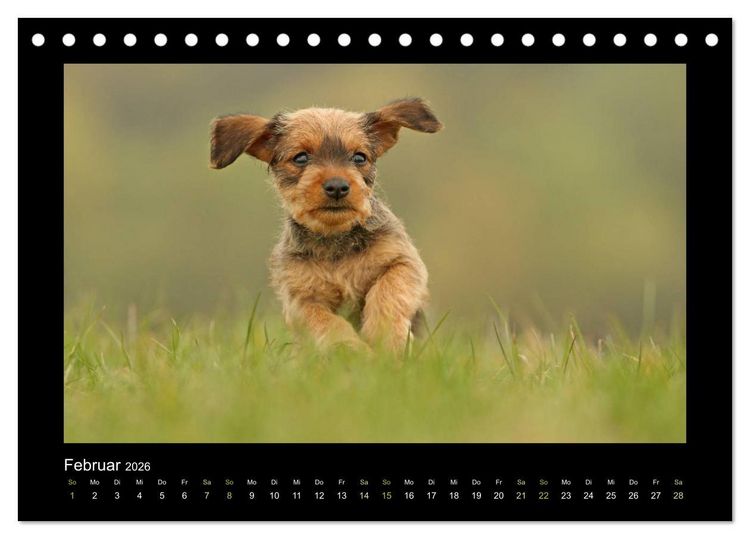 Produktbild: Allerlei Hundekinder (Tischkalender 2026 DIN A5 quer), CALVENDO Monatskalender
