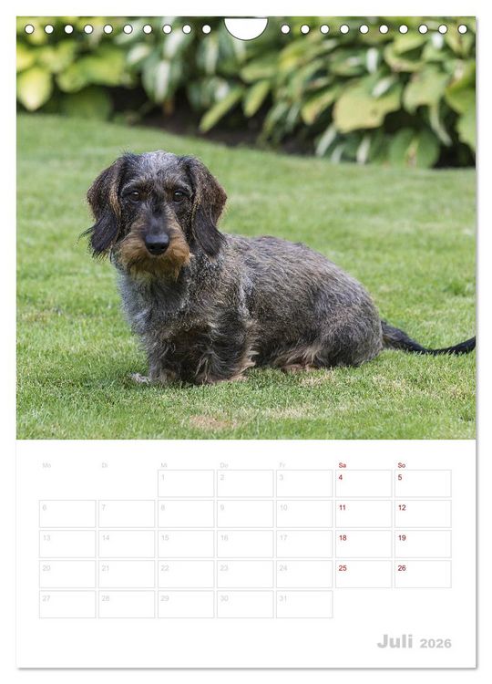 Produktbild: Der Dackel (M)ein treuer Weggef&auml;hrte (Wandkalender 2026 DIN A4 hoch), CALVENDO Monatskalender