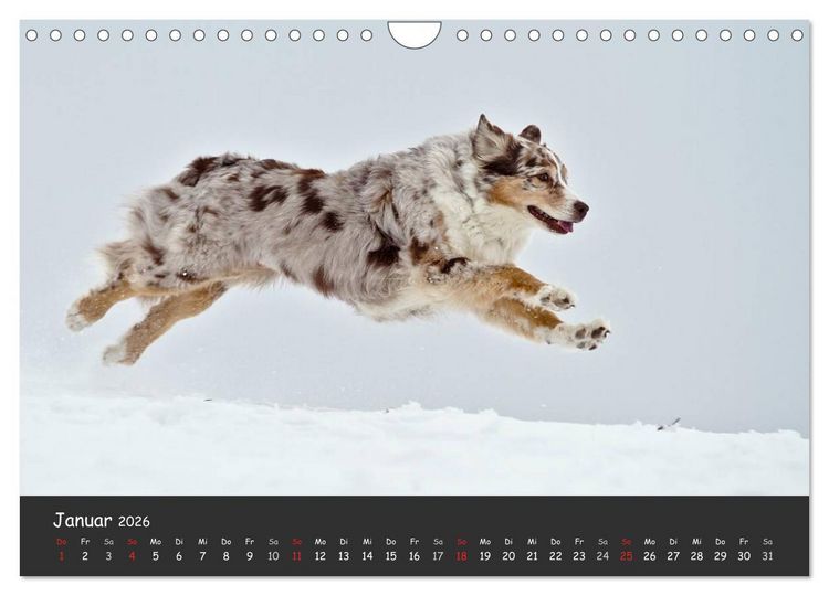 Produktbild: Australian Shepherd - Augenblicke (Wandkalender 2026 DIN A4 quer), CALVENDO Monatskalender