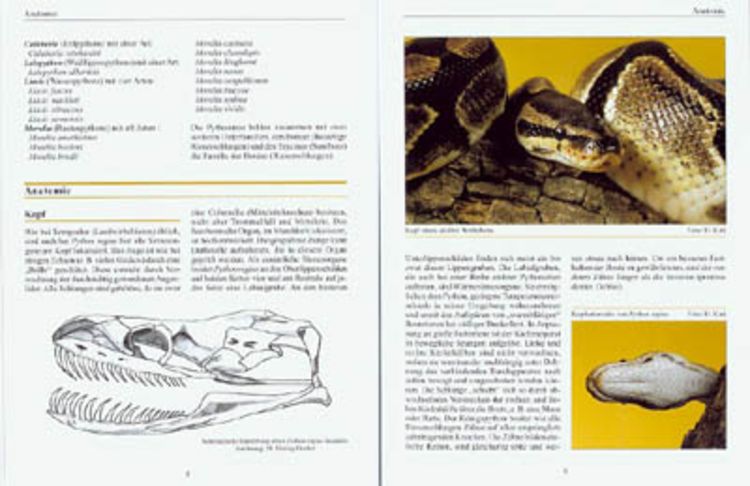 Python regius