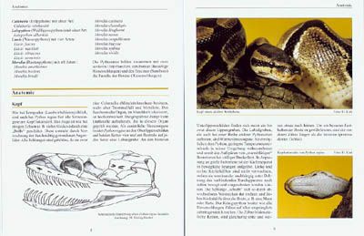 Produktbild: Python regius