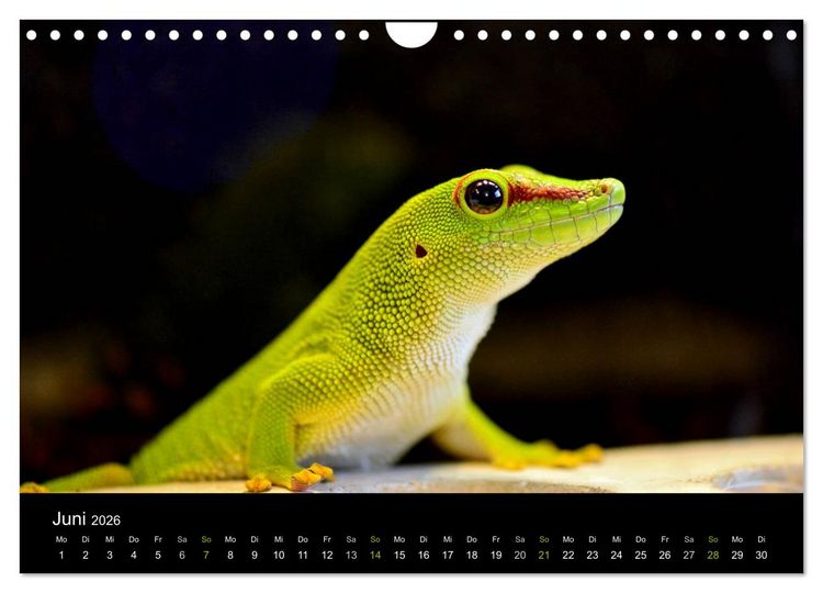 Produktbild: Reptilien (Wandkalender 2026 DIN A4 quer), CALVENDO Monatskalender
