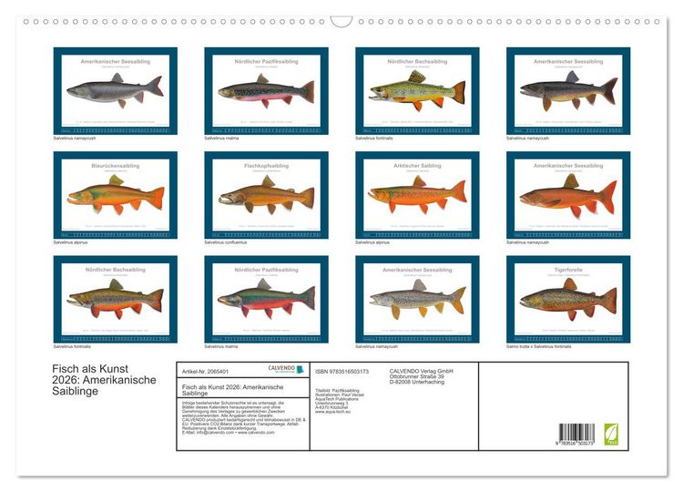 Produktbild: Fisch als Kunst 2026: Amerikanische Saiblinge (Wandkalender 2026 DIN A2 quer), CALVENDO Monatskalender
