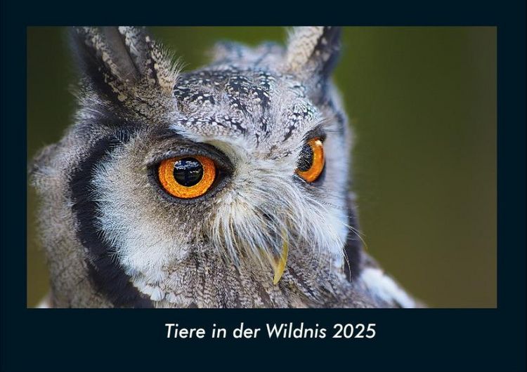 Produktbild: Tiere in der Wildnis 2025 Fotokalender DIN A4