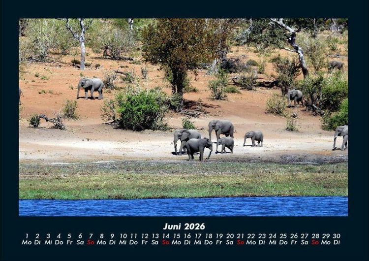 Produktbild: Der Elefantenkalender 2026 Fotokalender DIN A4