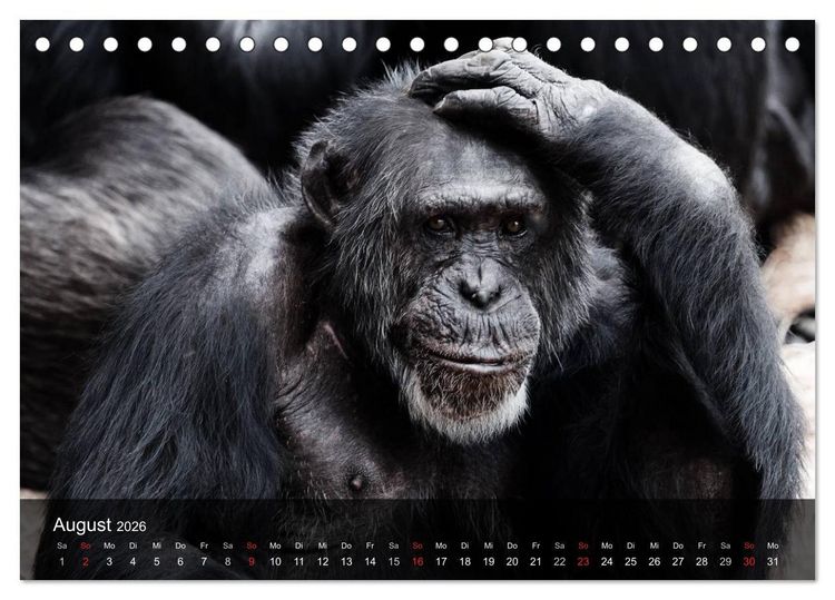 Produktbild: Menschenaffen. Gorillas, Schimpansen, Orang-Utans (Tischkalender 2026 DIN A5 quer), CALVENDO Monatskalender