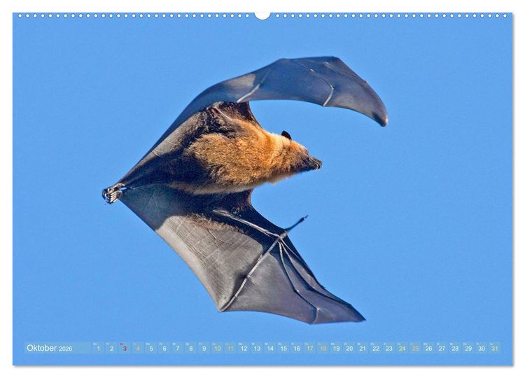 Produktbild: Flughunde: Vegetarische Drachenflieger (hochwertiger Premium Wandkalender 2026 DIN A2 quer), Kunstdruck in Hochglanz