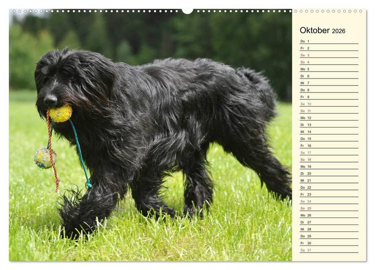 Produktbild: Altdeutsche H&uuml;tehunde - Fast vergessen (hochwertiger Premium Wandkalender 2026 DIN A2 quer), Kunstdruck in Hochglanz