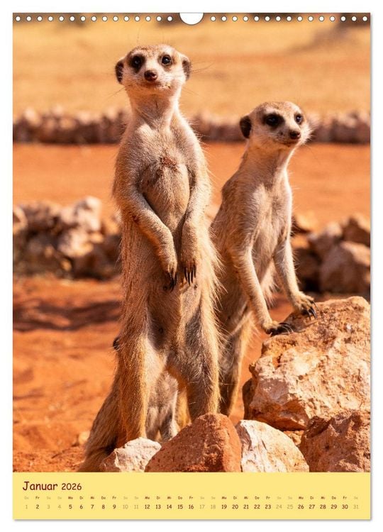 Produktbild: Erdm&auml;nnchen - Eine Kolonie in der Kalahari (Wandkalender 2026 DIN A3 hoch), CALVENDO Monatskalender