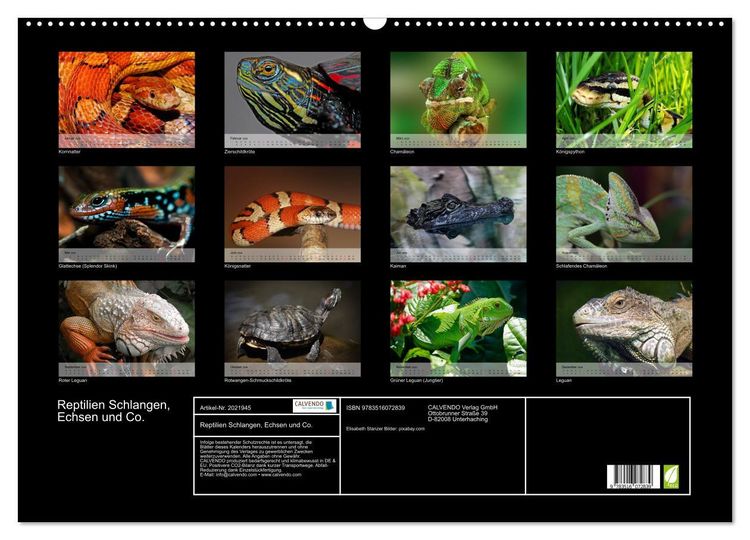 Produktbild: Reptilien Schlangen, Echsen und Co. (Wandkalender 2026 DIN A2 quer), CALVENDO Monatskalender