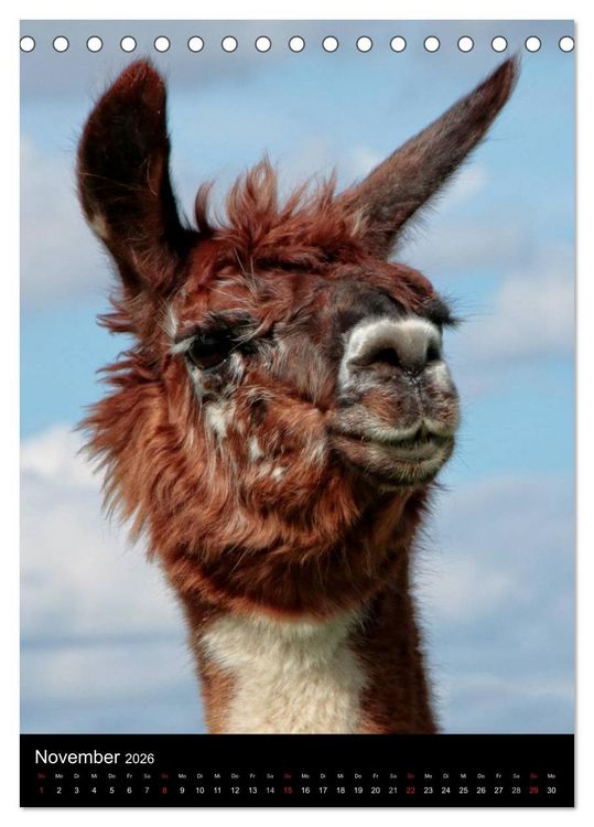 Produktbild: LAMAS (Tischkalender 2026 DIN A5 hoch), CALVENDO Monatskalender