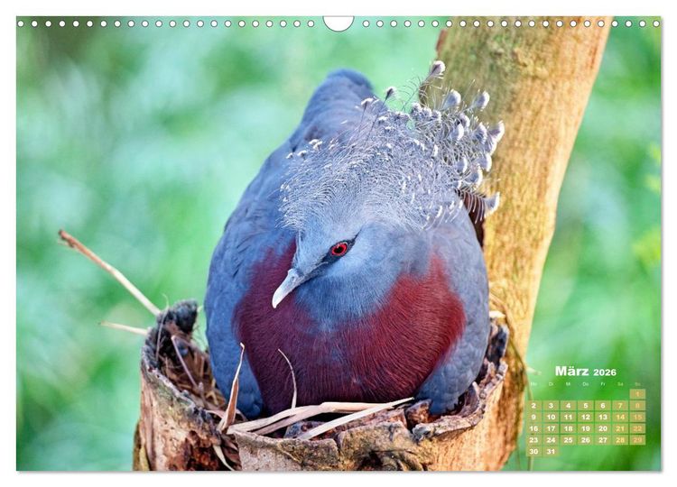 Produktbild: Tauben: vielfarbiges Gefieder und pr&auml;chtige Federkrone (Wandkalender 2026 DIN A3 quer), CALVENDO Monatskalender