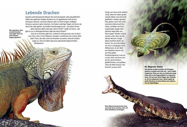 Produktbild: Entdecke die Reptilien