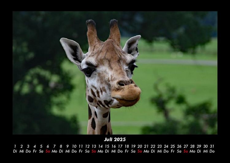 Produktbild: Tiere im Zoo 2025 Fotokalender DIN A3