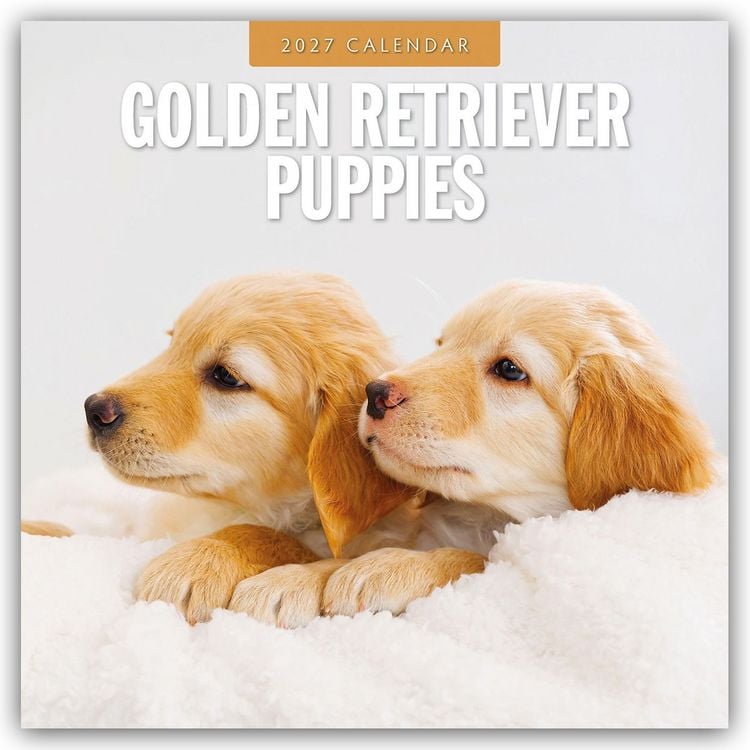 Produktbild: Golden Retriever Puppies &ndash; Golden Retriever Welpen 2027 &ndash; 16-Monatskalender