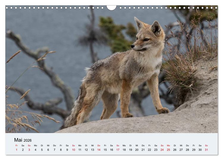 Produktbild: Feuerland - Am Puls der Wildnis (Wandkalender 2026 DIN A3 quer), CALVENDO Monatskalender