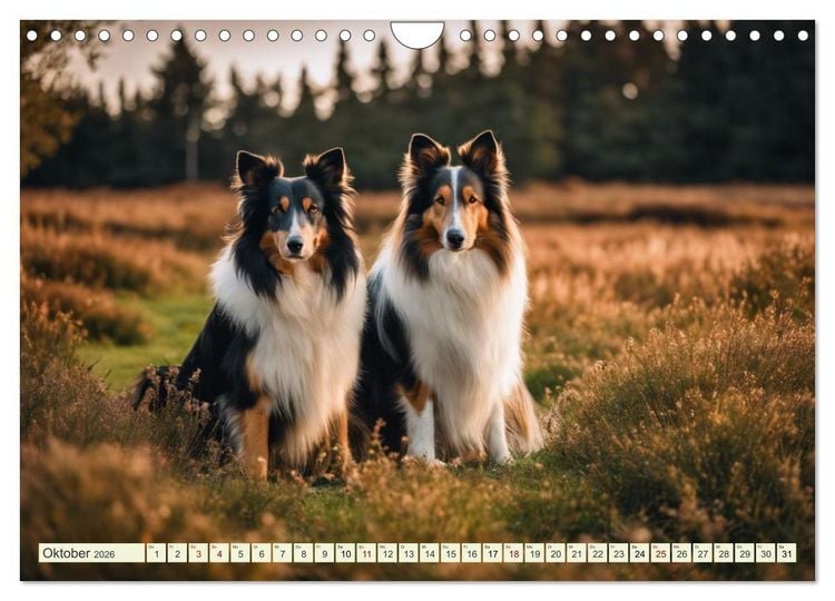 Produktbild: Traumhund Collie (Wandkalender 2026 DIN A4 quer), CALVENDO Monatskalender