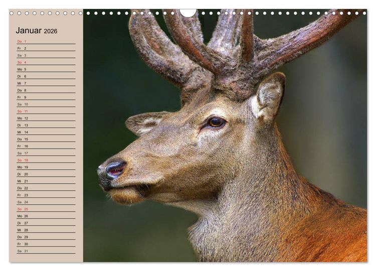 Produktbild: Rotwild. Edle Hirsche, stolze K&uuml;he (Wandkalender 2026 DIN A3 quer), CALVENDO Monatskalender