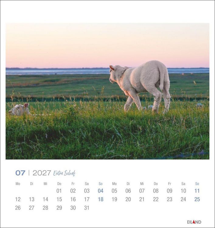 Produktbild: Extra Schaf Postkartenkalender 2027