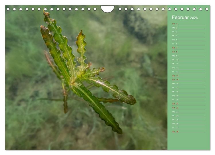 Produktbild: Baggersee - die gr&uuml;ne Welt (Wandkalender 2026 DIN A4 quer), CALVENDO Monatskalender