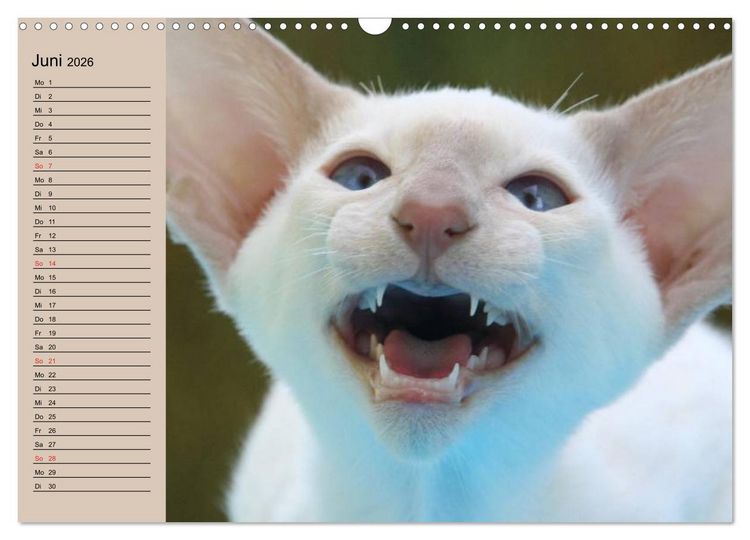 Produktbild: Siamkatzen - Kleiner Frechdachs mit Familie (Wandkalender 2026 DIN A3 quer), CALVENDO Monatskalender