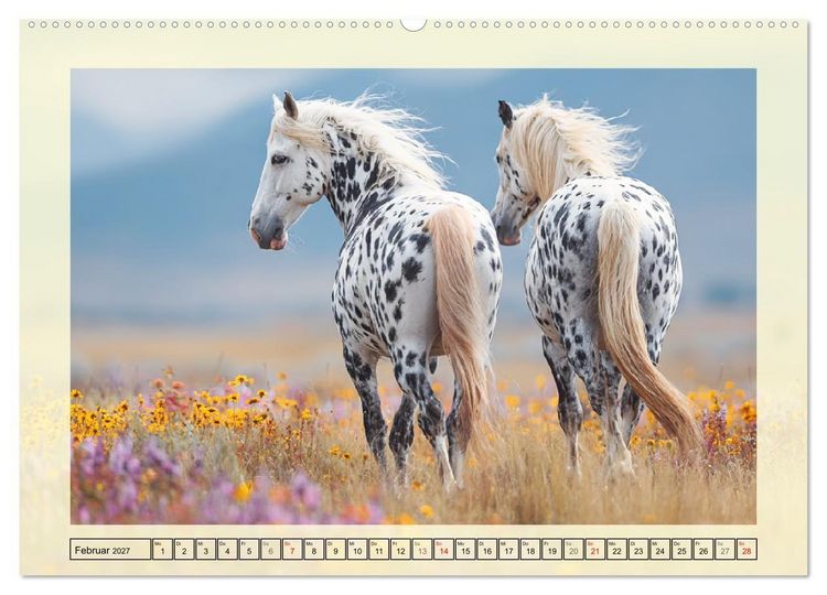 Produktbild: Knabstrupper Poesie. Gescheckte Eleganz im Farmsommer (Wandkalender 2027 DIN A2 quer), CALVENDO Monatskalender