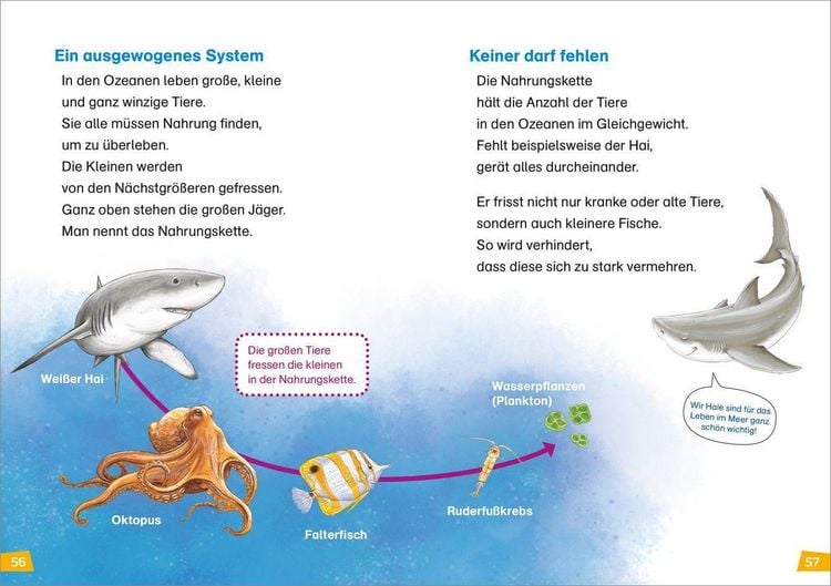 Produktbild: WAS IST WAS Erstes Lesen Band 16. Haie