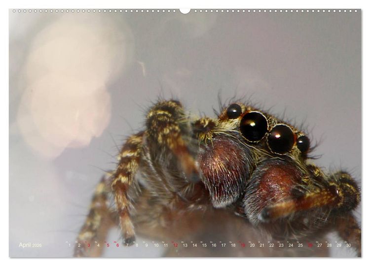 Produktbild: ui - Spinne. Kleine Spinnen - gro&szlig; im Bild (hochwertiger Premium Wandkalender 2026 DIN A2 quer), Kunstdruck in Hochglanz