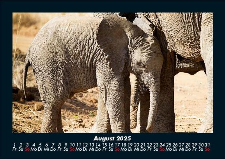 Produktbild: Elefanten - Die sanften Riesen Afrikas 2025 Fotokalender DIN A5