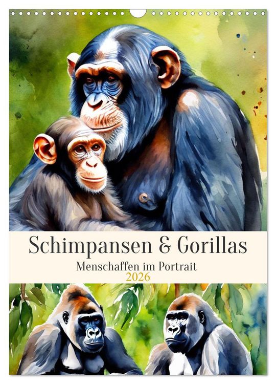Produktbild: Schimpansen & Gorillas (Wandkalender 2026 DIN A3 hoch), CALVENDO Monatskalender