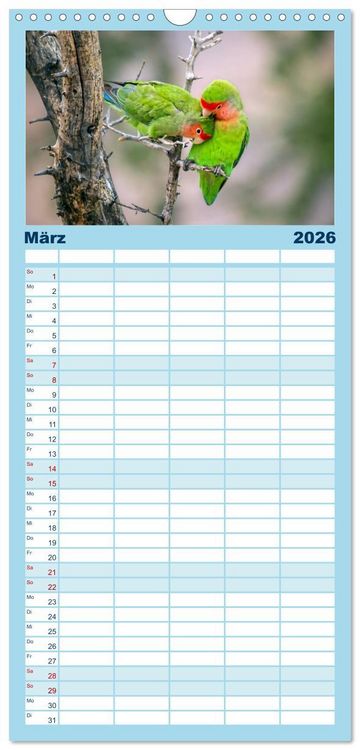 Produktbild: Familienplaner 2026 - Papageien - Frech, sch&ouml;n und schlau mit 5 Spalten (Wandkalender, 21 x 45 cm) CALVENDO