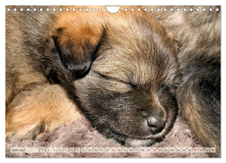 Produktbild: Bezaubernde Islandhundewelpen (Wandkalender 2026 DIN A4 quer), CALVENDO Monatskalender