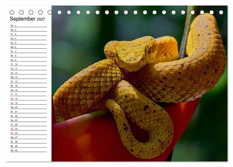 Produktbild: Costa Rica &ndash; Tierparadies im Regenwald (Tischkalender 2027 DIN A5 quer), CALVENDO Monatskalender
