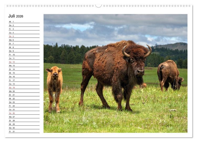 Produktbild: Der nordamerikanische Bison (Wandkalender 2026 DIN A2 quer), CALVENDO Monatskalender