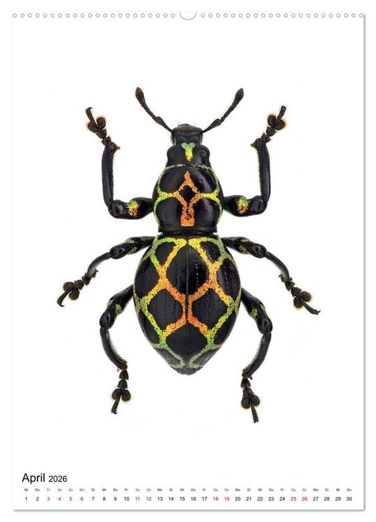 Produktbild: Die sch&ouml;nsten Insekten (hochwertiger Premium Wandkalender 2026 DIN A2 hoch), Kunstdruck in Hochglanz