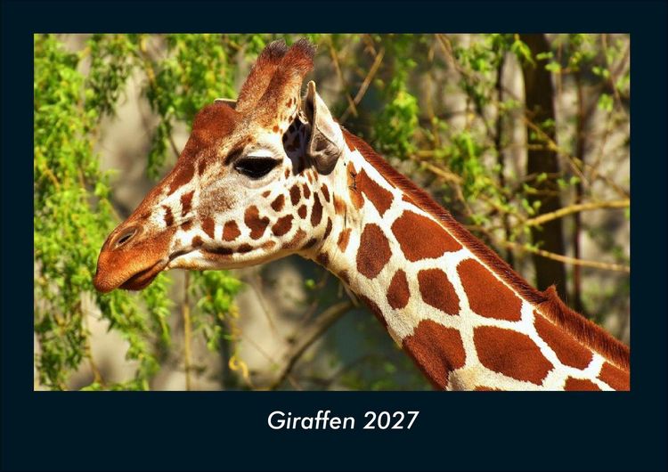 Produktbild: Giraffen 2027 Fotokalender DIN A4