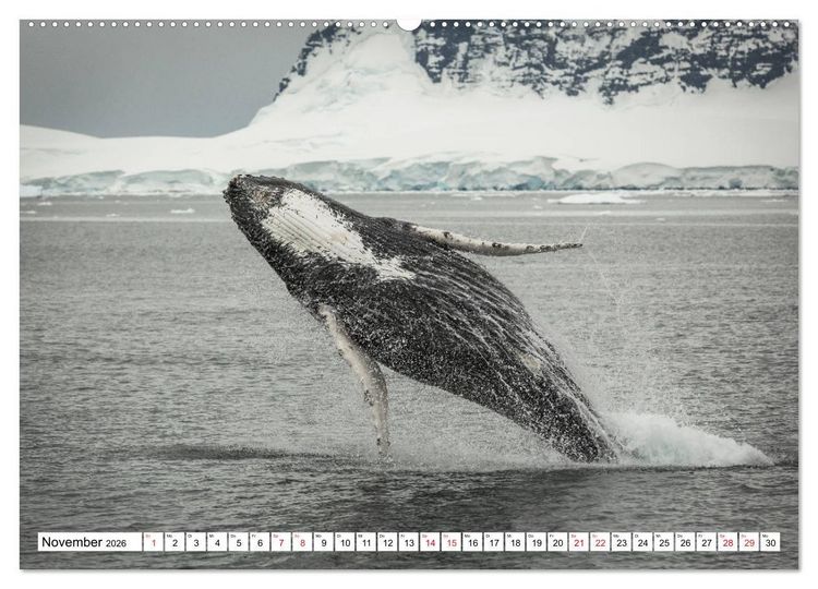 Produktbild: Faszination Antarktis (Wandkalender 2026 DIN A2 quer), CALVENDO Monatskalender