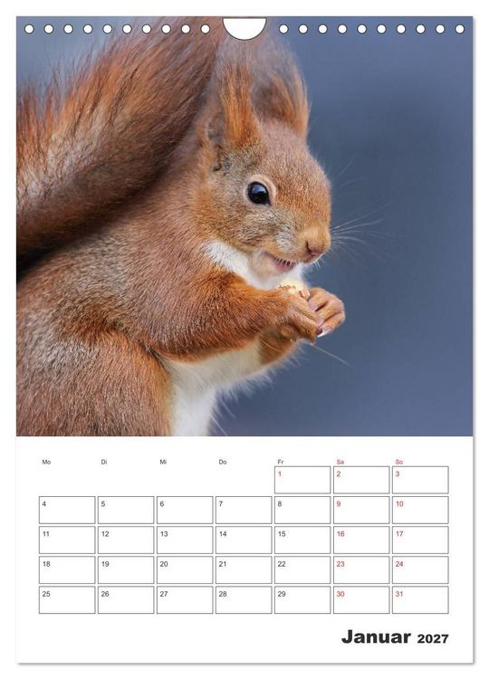 Produktbild: Eichh&ouml;rnchen Luna (Wandkalender 2027 DIN A4 hoch), CALVENDO Monatskalender