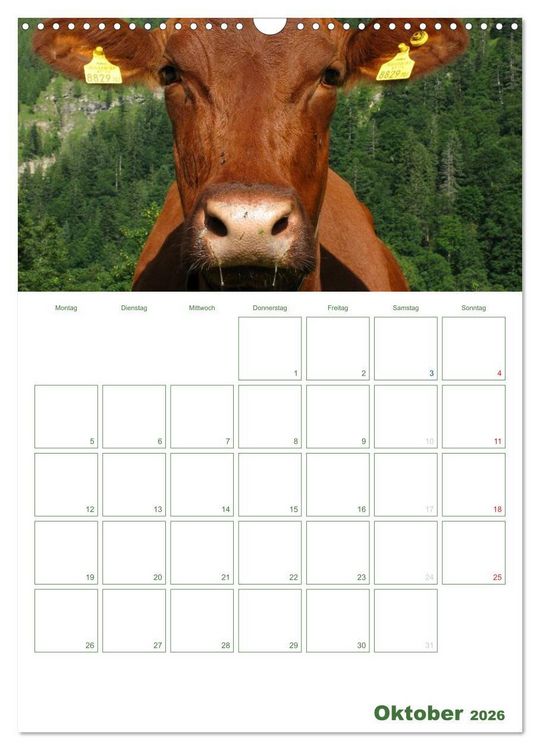 Produktbild: Kuhle K&uuml;he 2026 (Wandkalender 2026 DIN A3 hoch), CALVENDO Monatskalender