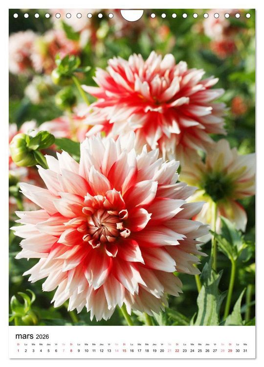 Produktbild: Des beaux dahlias (Calendrier mural 2026 DIN A4 horizontal), CALVENDO calendrier mensuel