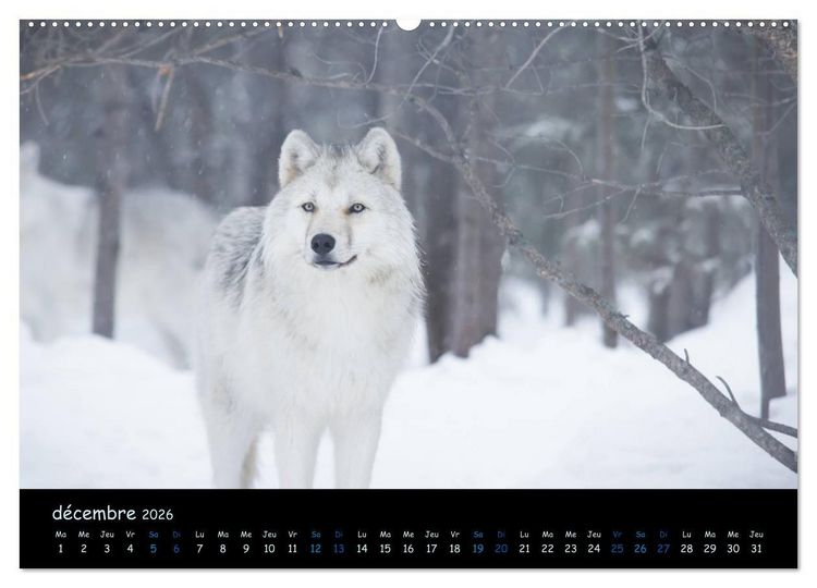 Produktbild: J'ai vu le loup (Calendrier mural 2026 DIN A2 vertical) calendrier de bureau