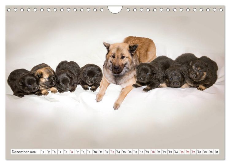 Produktbild: Eurasier, der Hund im Wolfspelz (Wandkalender 2026 DIN A4 quer), CALVENDO Monatskalender