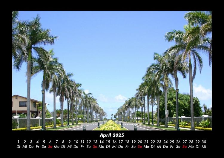 Produktbild: Palmen 2025 Fotokalender DIN A3