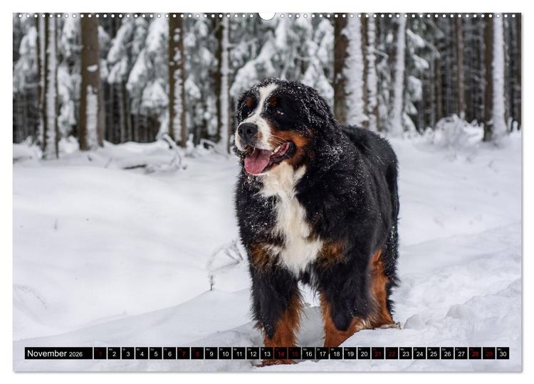 Produktbild: Berner Sennenhunde - Faszinierende Herzensbrecher (Wandkalender 2026 DIN A2 quer), CALVENDO Monatskalender