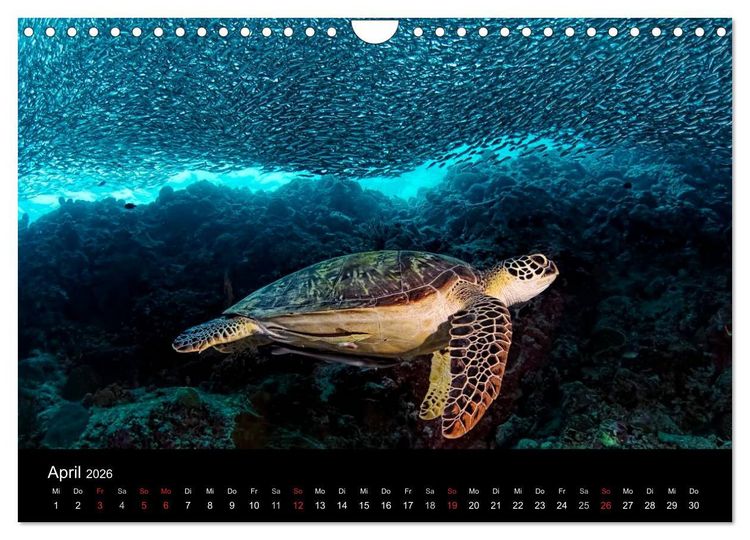 Produktbild: Fischschw&auml;rme (Wandkalender 2026 DIN A4 quer), CALVENDO Monatskalender