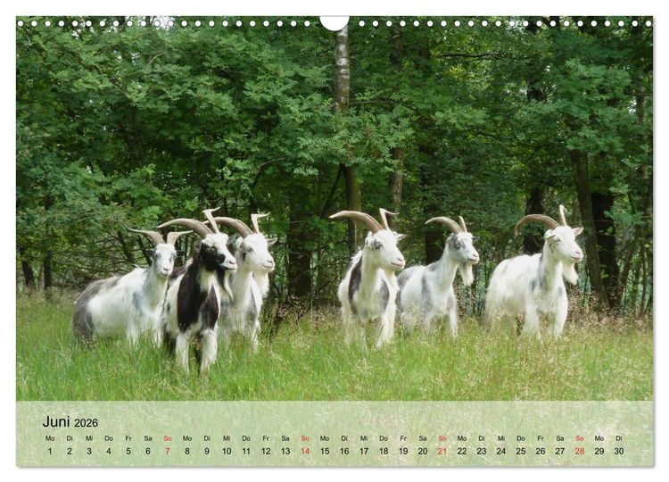 Produktbild: Ziegen. Kluge Freigeister (Wandkalender 2026 DIN A3 quer), CALVENDO Monatskalender